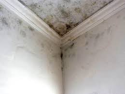 Best Emergency Mold Remediation  in Strongsville, OH